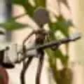 helmuthm